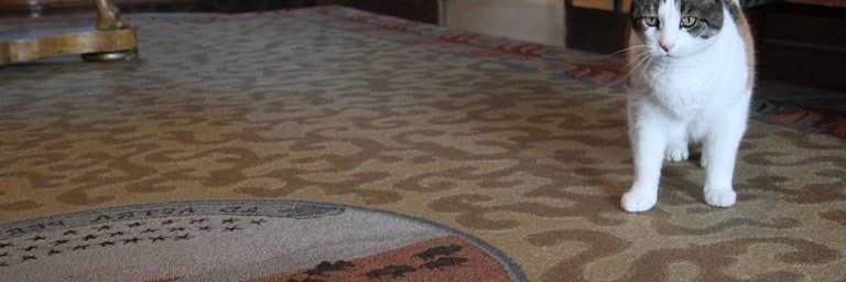 Frances, First Cat of Kansas banner