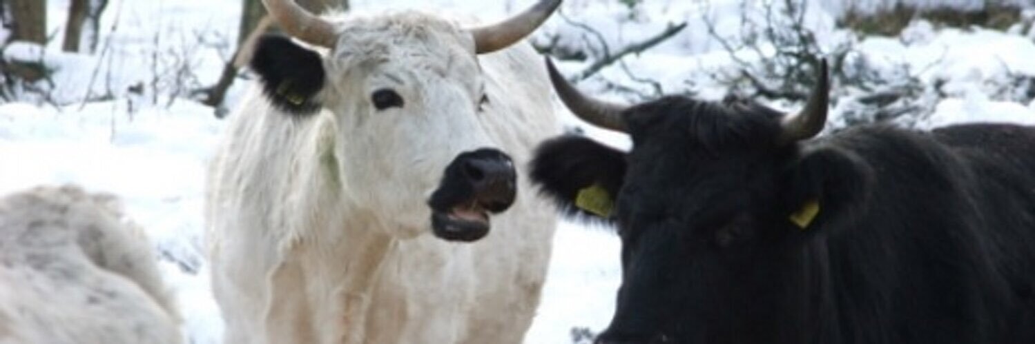 RBST - Caledonian Support Group banner