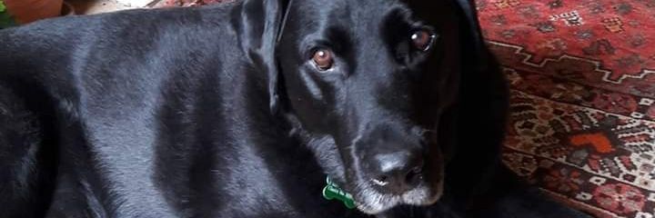 David Pickles#FPBE banner