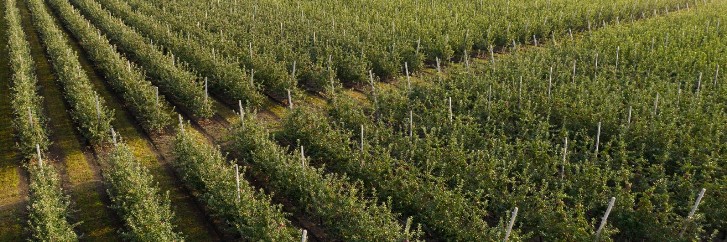 Drink ON Apples banner