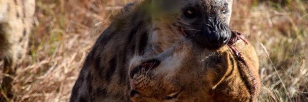 𝓜𝓪𝓻𝓺𝓲𝓮𝓼𝓶𝓬𝓬𝓸𝓶𝓫𝓼 banner