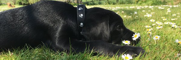 BasilWaggalot Profile Banner