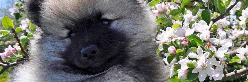 furbabyco's profile banner image