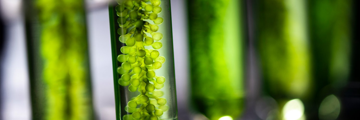 Algae Planet banner