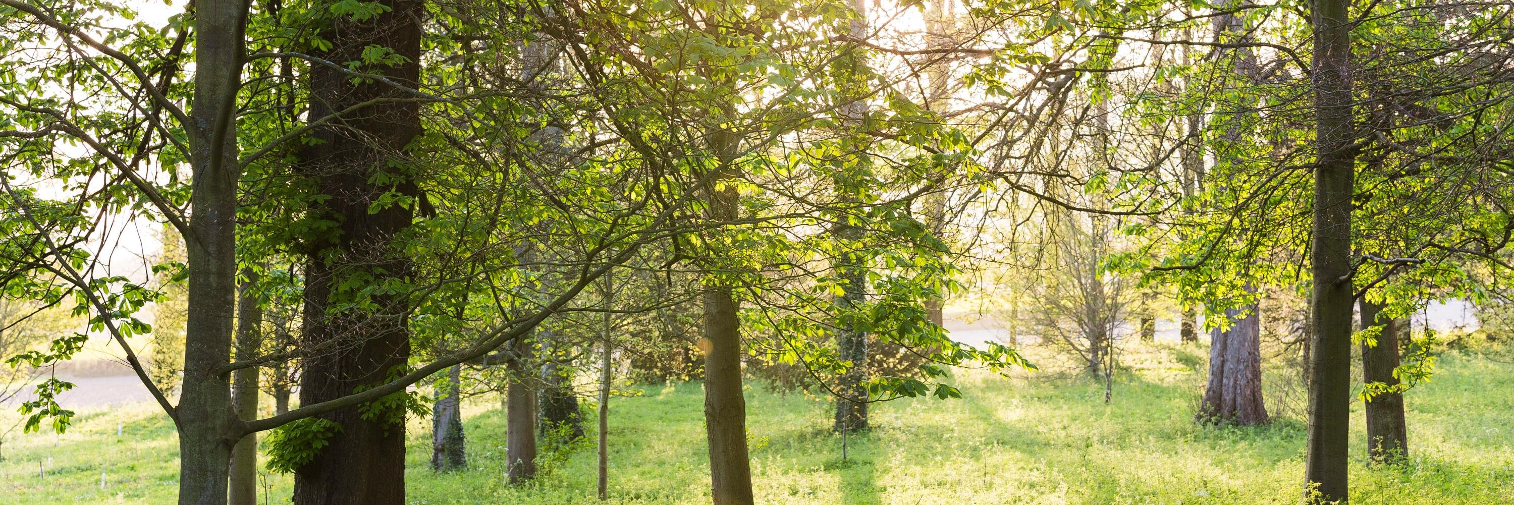 stclere's profile banner image
