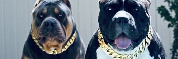 DollynsK Profile Banner