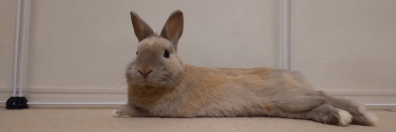うさみみごろう banner