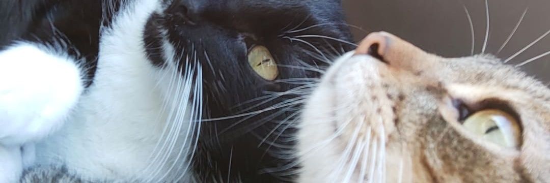 alanabrunhera's profile banner image
