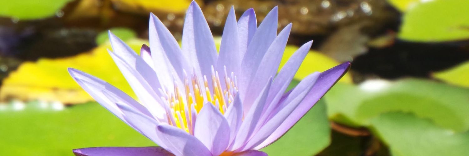 Anthony Rhead (On hiatus) banner