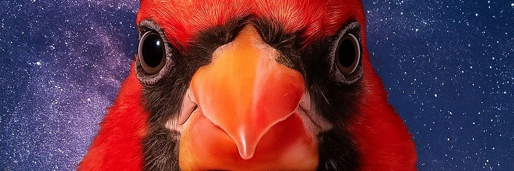 Young Cardinal🦜 banner