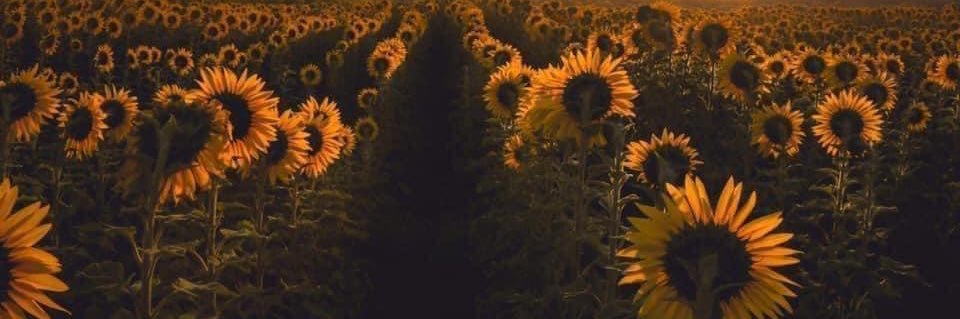 DaniPlantz's profile banner image