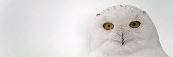 paferro Profile Banner