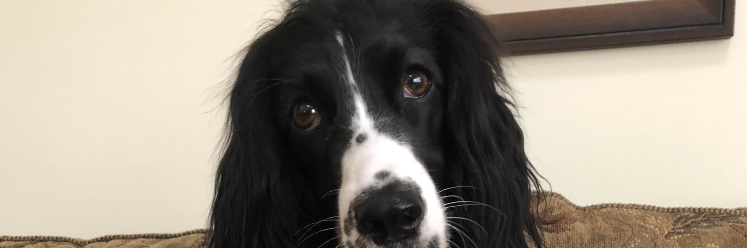 SmittyFox's profile banner image