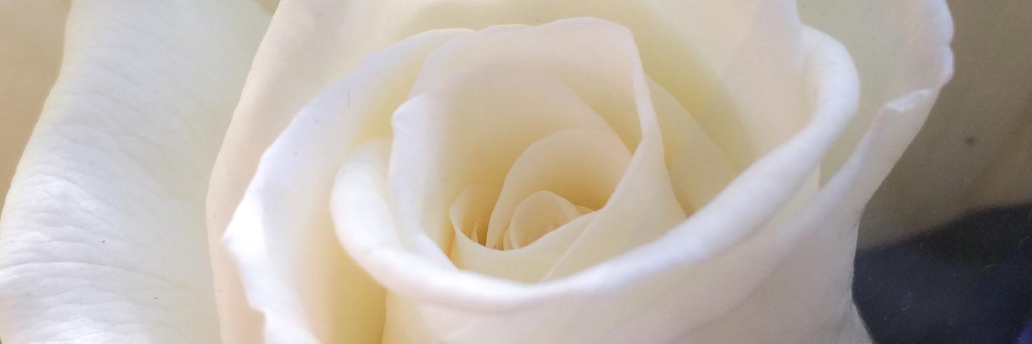 FloraDirect's profile banner image