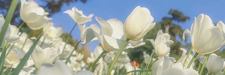 stigdianxia's profile banner image