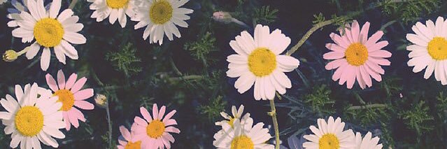 Timoslina's profile banner image