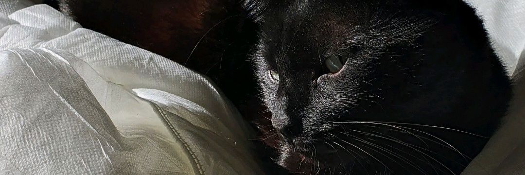 KakoKarter's profile banner image
