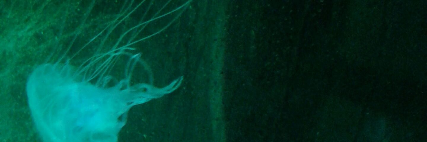 ElMalditoCrek's profile banner image