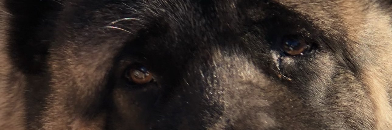 PrevattWayne's profile banner image