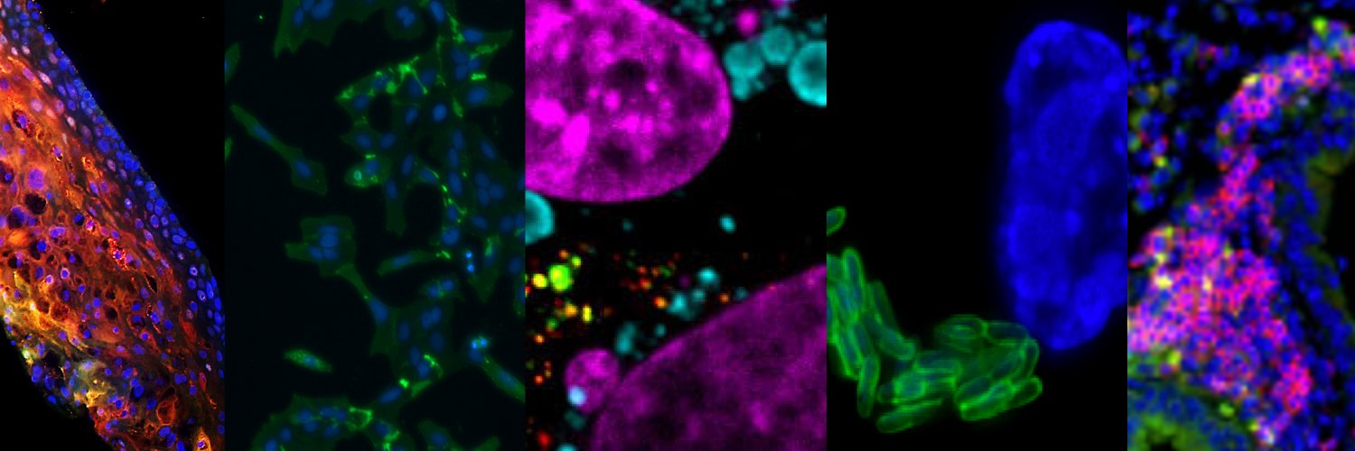 LSU Health Shreveport Microbiology and Immunology banner