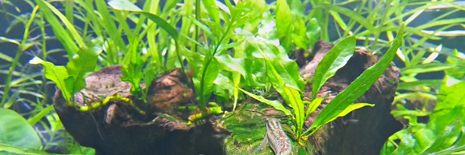 アレス banner