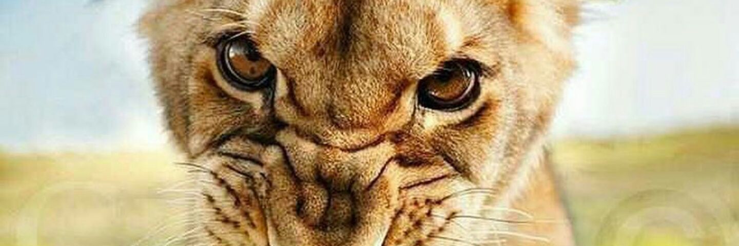 beahmorales's profile banner image