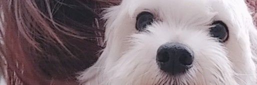 Angeles 🍀🌼💫🐶 banner