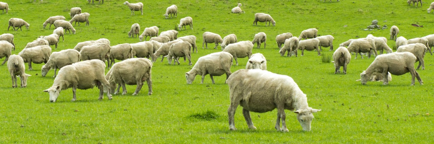 くろひつ●🐑 banner