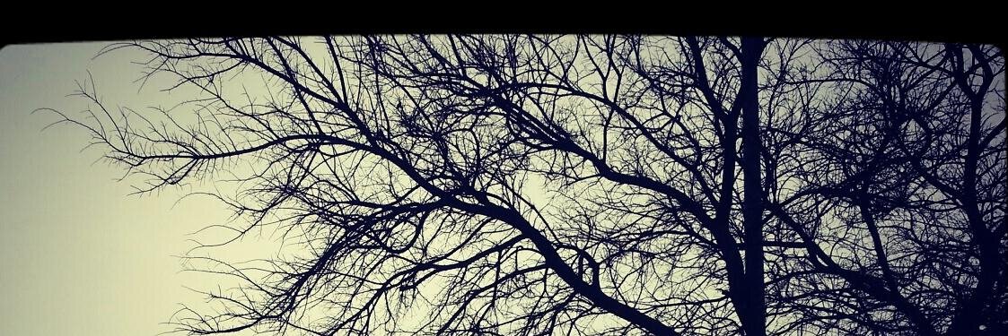 onyx_bear's profile banner image