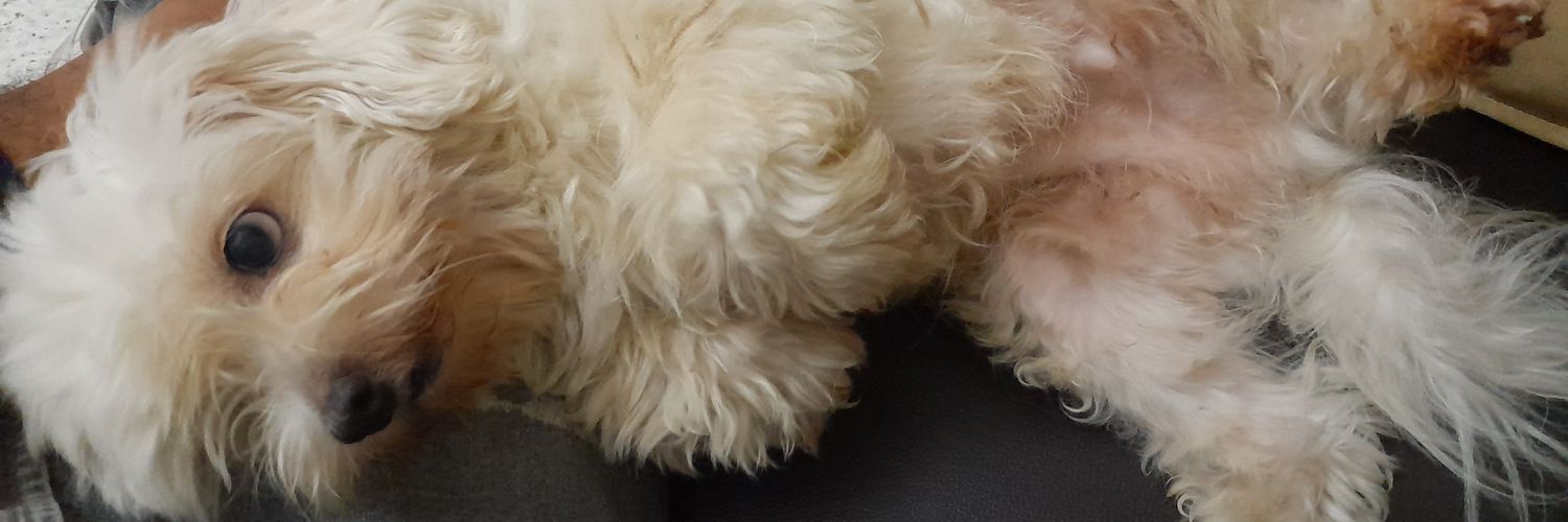 𝕽𝖆𝖒𝖇 banner