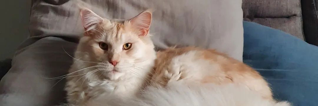 BonnetDeBain's profile banner image