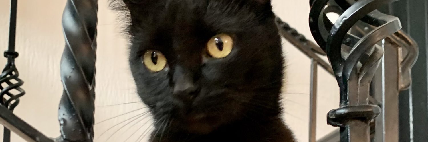 BellotaForever's profile banner image