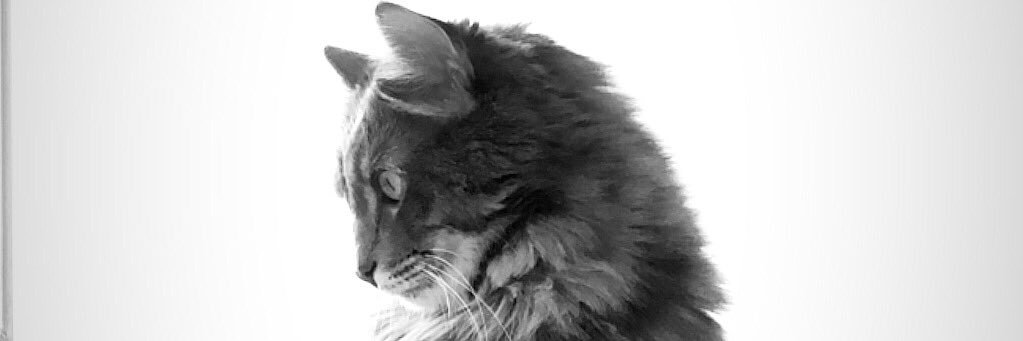 _milayk's profile banner image