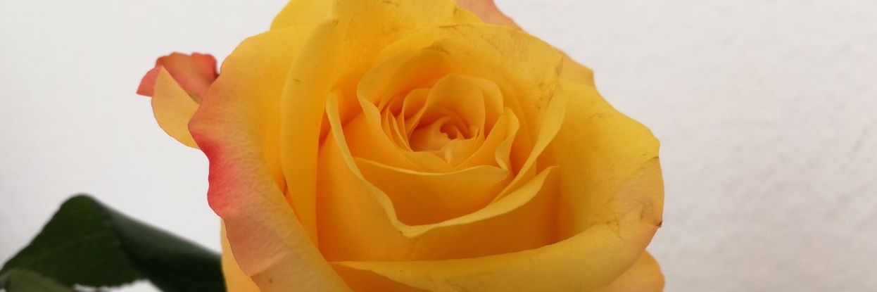 AleydaAlejandra's profile banner image