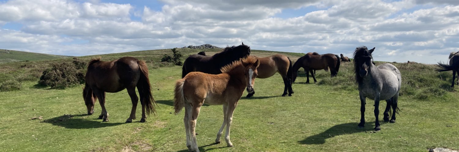 Felicity Coad banner