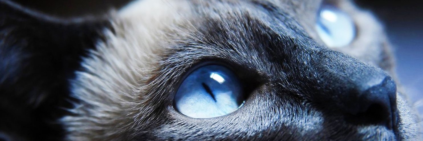 alexsanches_'s profile banner image