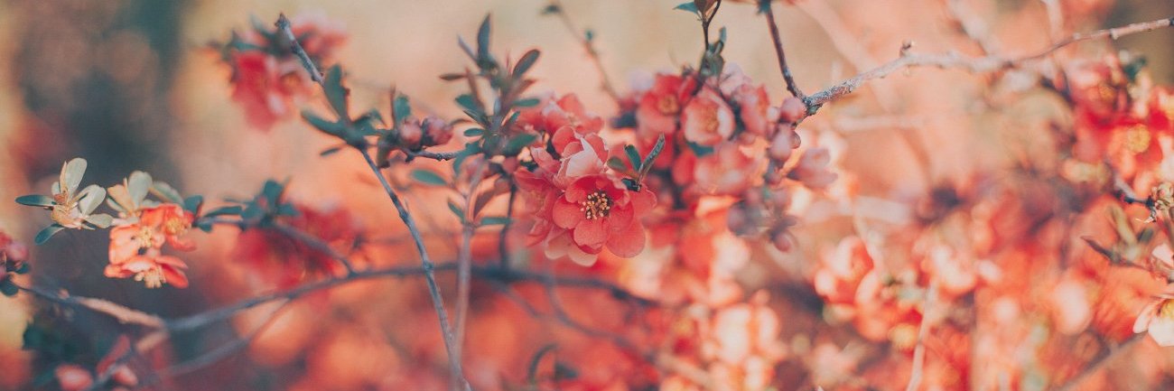 🌸ms. umikin🌸 banner