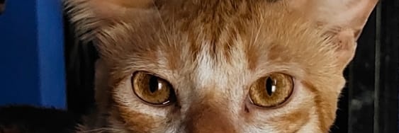 carmensiso's profile banner image