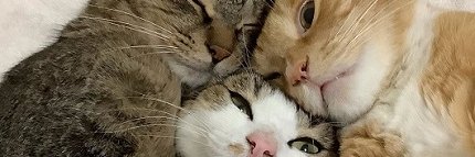 xeu_u's profile banner image