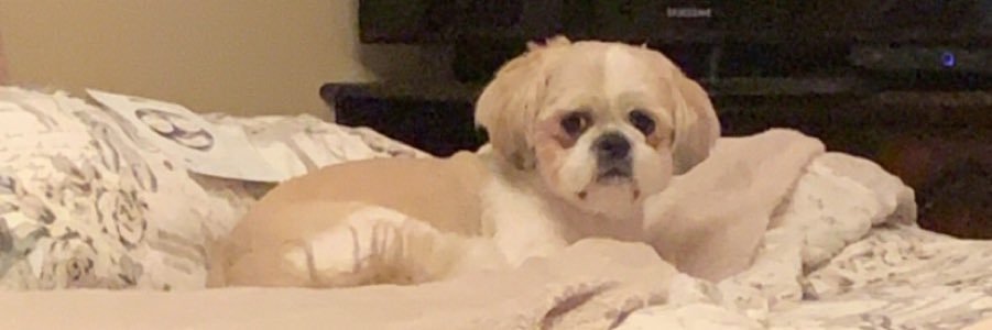 ConcannonRachel's profile banner image