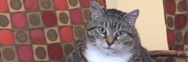 shebadfatty123's profile banner image