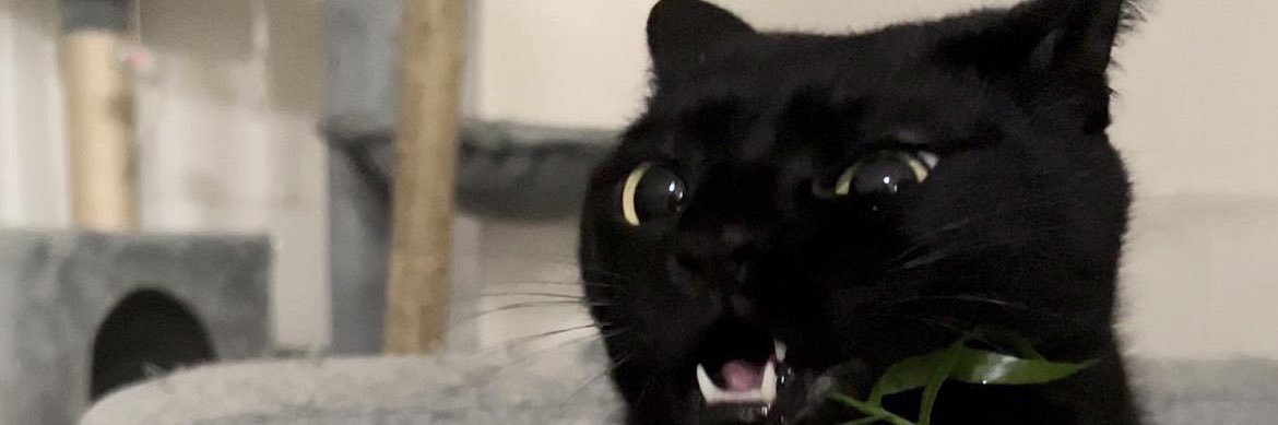 edazilli's profile banner image