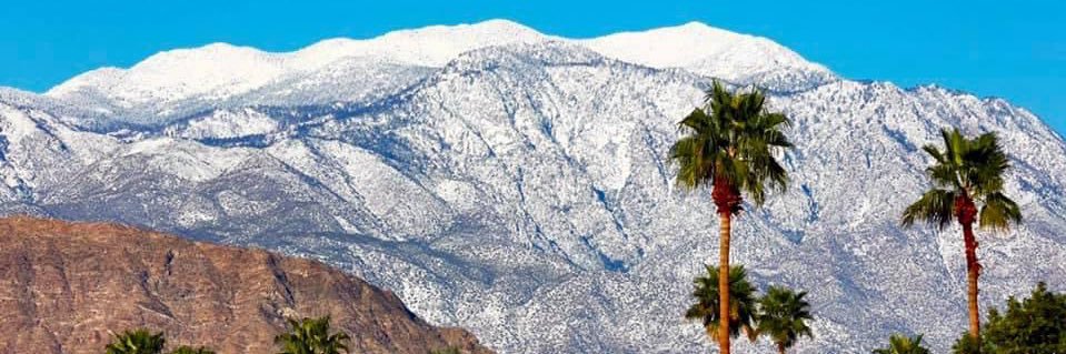 🦎 Blue-Lizard banner