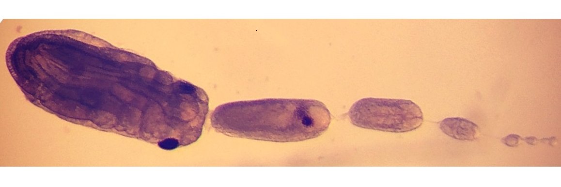 Dr Megan Hasoon banner