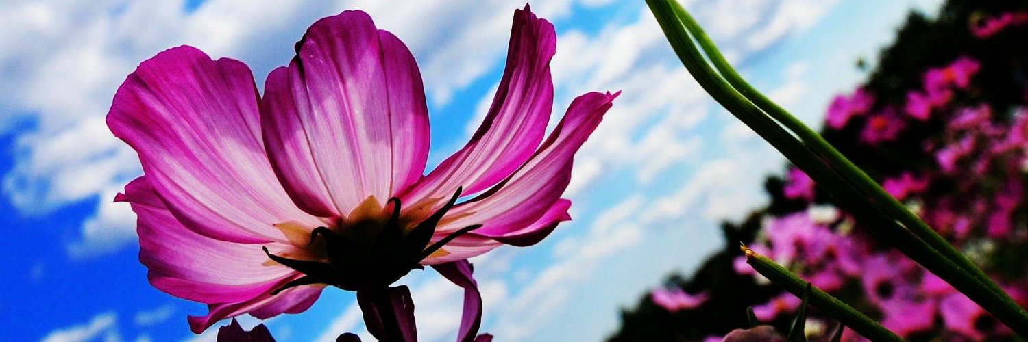 bsraa_plt's profile banner image