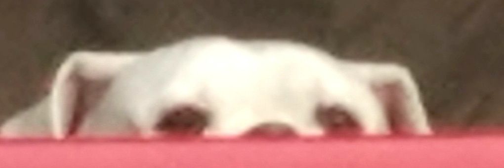 blurdsy's banner