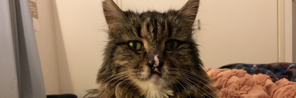 beeeeonka Profile Banner
