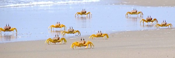 CrabCrit Profile Banner