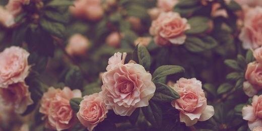 Alinka_Shcherba's profile banner image