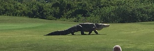 ⚰️Grave Slayo‽🦇 banner